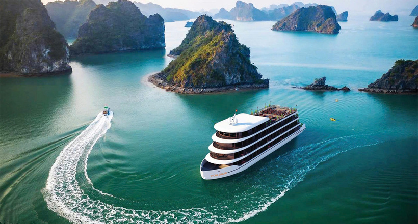 Cycad Grand Cruise